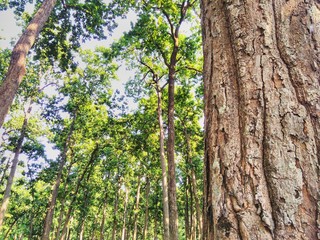 Tree trunk in the forest