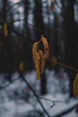 nature