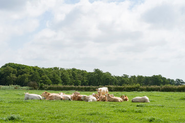 cows on a meadow