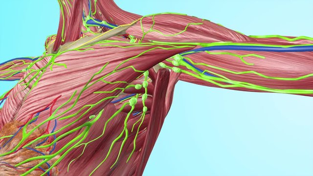 Human  Under Arm Lymph Nodes with Full Body Muscles Circulatory Veins Arteries Lymphatic System 