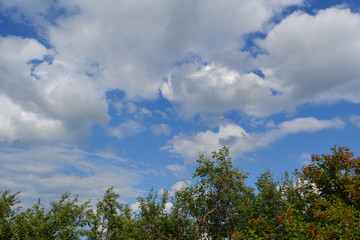 Summer landscape. Sky with clouds and tree tops. Garden in warm sunny day.