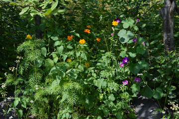 Flowering plants in the garden. Orange cosmos and purple ipomoea flowers.