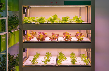 Organic hydroponic vegetable grow with LED Light Indoor farm,Agriculture Technology