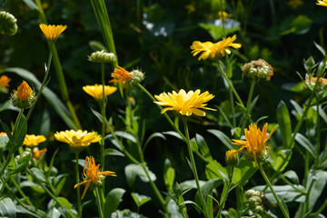 Orange flowers of calendula in the garden. Medicinal plant.