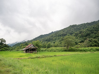 Plakat Nan, Thailand, Small hut in green rice terrace near stream. Village in valley with fog and mist.