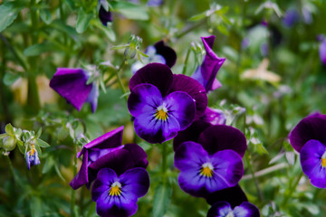Lots of purple garden pansies. With deliberately unshaven background.