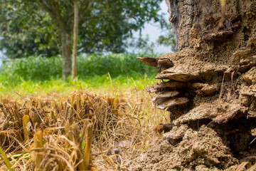 Natural Fungus on the fields. List of Fungi Benefits. Close up of natural Fungus or Fungi on a tree trunk-forest