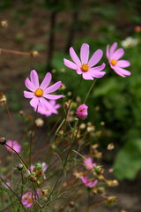 Few purple flowers on the grass. Pretty bouquet. Blossom garden. Bright meadow. Wallpaper, backdrop and postcard.