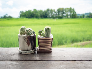 cactus pot on wooden table with rice field in background.