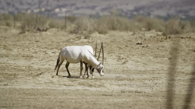 White Oryx Oryx leucoryx Fighting in the Negev Desert Israel