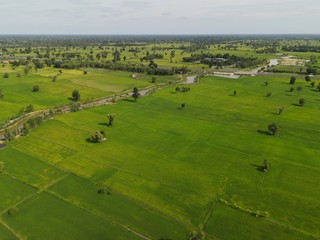 High angle shot rice field landscape.