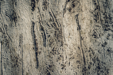 Trunk of a felled tree without bark with patterns from bark beetle marks