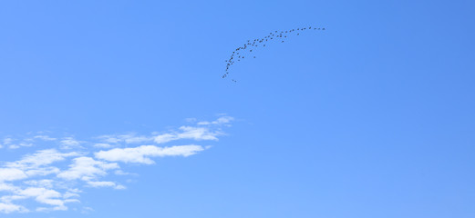 a flock of migratory birds flies by the sea