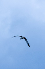seagull in flight
