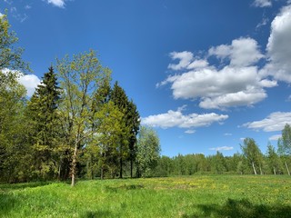 Green field with trees background