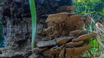 Close up of natural Fungus or Fungi on a tree trunk-forest