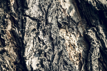 Bark of tree texture, soft focus.