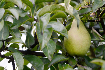 pear hanging on pear tree in orchard