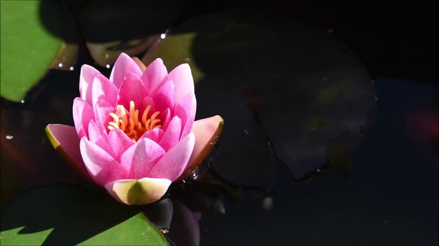 Seerose &ouml;ffnet sich am Morgen, rosa und wei&szlig;e Seerose im Gartenteich, Seerosen im Gartenbiotop