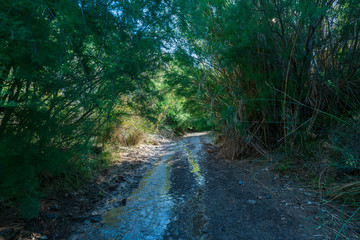 river with water covered with vegetation