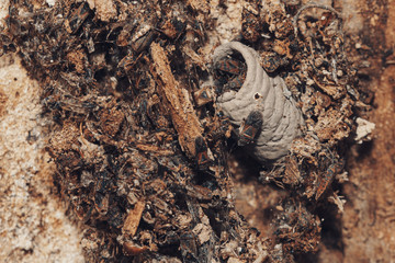 Firebug ( Pyrrhocoris Apterus) In The Trunk Of An Old Tree