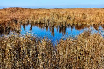 Fototapeta na wymiar Autumn landscape on the banks of the lake with dry orange autumn bulrush (reeds) on a clear autumn day