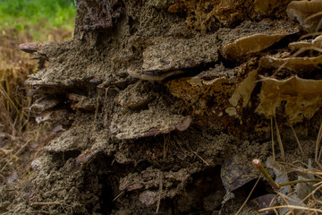 Close up of natural Fungus or Fungi on a tree trunk-forest. The trunk of a natural dead tree is covered with fungus