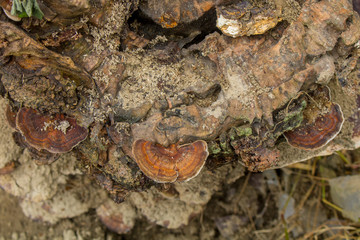 Close up of natural Fungus or Fungi on a tree trunk-forest. The trunk of a natural dead tree is covered with fungus