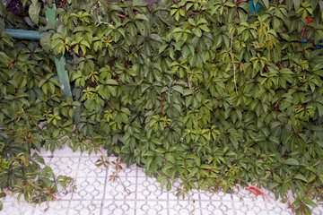 Vegetation in the street