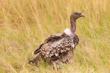 Weißrückengeier im Nationalpark der Masai Mara in Kenia, Arika. 