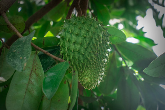 340 Best Guyabano Images Stock Photos Vectors Adobe Stock