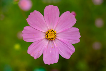 Fototapeta premium Close-up bright flower in the summer garden. A flower with pollen on the petals. View from above.