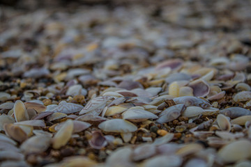 shells on beach, different types of shells on send, texture of shell's 