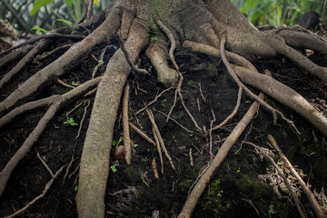 Visible roots in the forest.