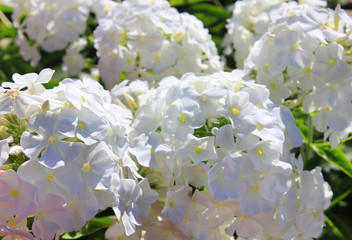 White phlox flower plant in close up view. Summer nature garden view of beautiful white phlox flowers, blooming seasonal plants from the polemoniaceae family