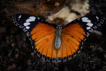 Close up on an orange butterfly