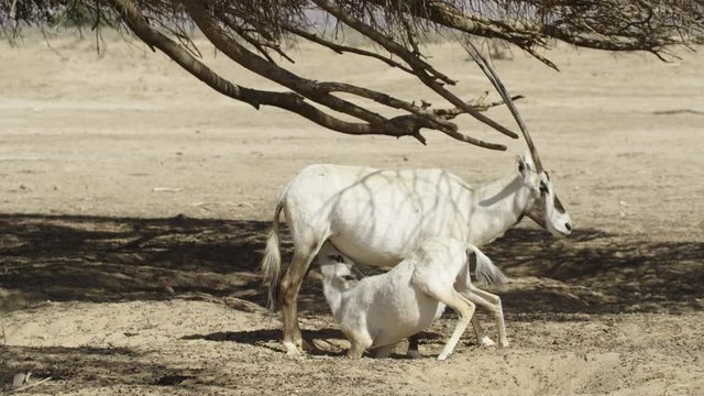 white oryx Oryx leucoryx in HiBar reserve Israel a male smells a female fleming