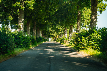 Fototapeta premium Forest path in nature during sunny day