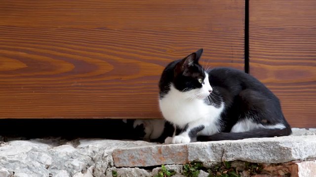Black and white mother cat standing still looking carefully around while two kittens playing under the door try to reach her with their tiny paws
