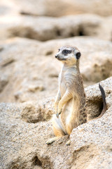 Close up of a meerkat standing warily between mounds of dirt and looking sideways