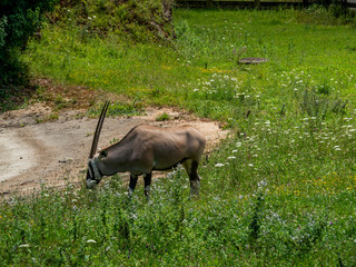 Single Gemsbok antelope feeding on grass in a field