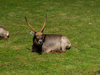 Beautiful shot of Gemsbok antelopes resting in a field