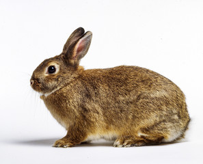 A brown rabbit on white background in studio.