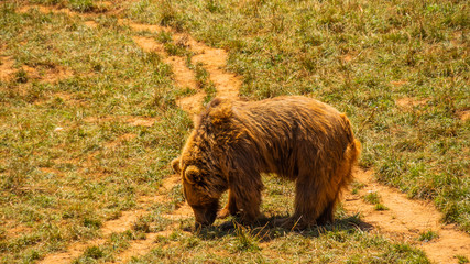 Fuzzy brown bear feeding on grass in a field on a sunny day
