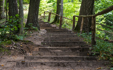 stairs on a trail in the woods