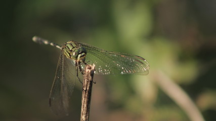 Close up dragon fly body and wings picture