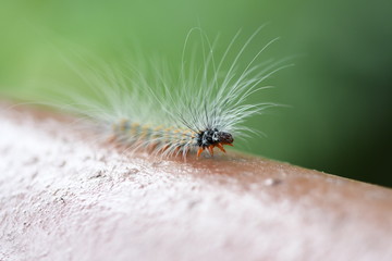 macro of a spider