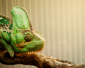 Close portrait of a chameleon