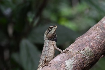 lizard on a tree