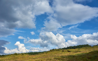 放牧された牛と爽やかな青空。熊本県阿蘇市の牧場の風景。